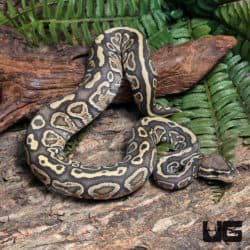 Yearling Male Hypo Enchi Super Hurricane 66% Het Rainbow Ball Python #J15 (Python regius) For Sale - Underground Reptiles