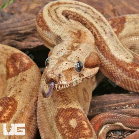 Female Hypo Honduran Sunglow Onyx Pos Het Blood Central American Boa #B23 (Boa constrictor imperator) For Sale - Underground Reptiles