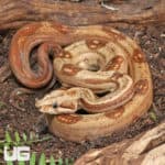 Female Hypo Honduran Sunglow Onyx Pos Het Blood Central American Boa #B23 (Boa constrictor imperator) For Sale - Underground Reptiles