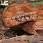 Hypo Onyx 50% Het Blood Gilbert T+ Central American Boa (#B12, #B13, #B14) (Boa constrictor imperator) For Sale - Underground Reptiles