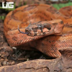 Hypo Onyx 50% Het Blood Gilbert T+ Central American Boa (#B12, #B13, #B14) (Boa constrictor imperator) For Sale - Underground Reptiles