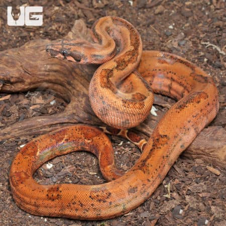 Hypo Onyx 50% Het Blood Gilbert T+ Central American Boa (#B12, #B13, #B14) (Boa constrictor imperator) For Sale - Underground Reptiles