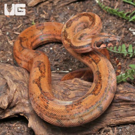 Hypo Onyx 50% Het Blood Gilbert T+ Central American Boa (#B12, #B13, #B14) (Boa constrictor imperator) For Sale - Underground Reptiles