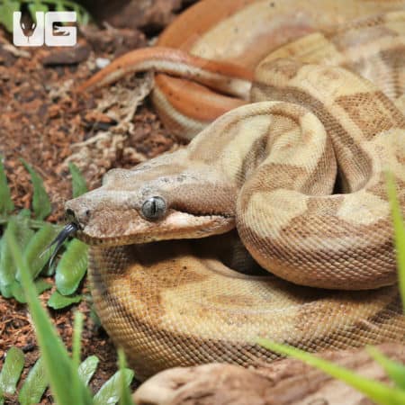 Female Jungle Motley Hypo Double Het VPI T+ Anery 1 (VPI T+ Snow) Central American Boa (#B20, #B21) (Boa constrictor imperator) For Sale - Underground Reptiles
