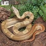 Female Jungle Motley Hypo Double Het VPI T+ Anery 1 (VPI T+ Snow) Central American Boa (#B20, #B21) (Boa constrictor imperator) For Sale - Underground Reptiles