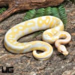 Yearling Leopard Lavender Albino Ball Python (#J32, #J33) (Python regius) For Sale - Underground Reptiles