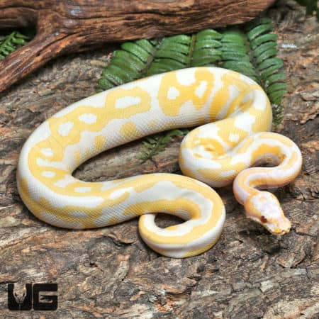 Yearling Leopard Lavender Albino Ball Python (#J32, #J33) (Python regius) For Sale - Underground Reptiles
