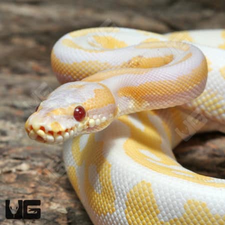 Yearling Leopard Lavender Albino Ball Python (#J32, #J33) (Python regius) For Sale - Underground Reptiles