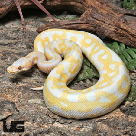 Yearling Leopard Lavender Albino Ball Python (#J32, #J33) (Python regius) For Sale - Underground Reptiles