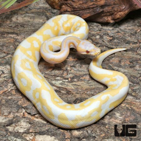 Yearling Leopard Lavender Albino Ball Python (#J32, #J33) (Python regius) For Sale - Underground Reptiles