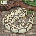 Adult Male Mario Fire Pastel Ball Python #J75 (Python regius) For Sale - Underground Reptiles