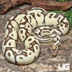 Adult Male Mario Fire Pastel Ball Python #J75 (Python regius) For Sale - Underground Reptiles