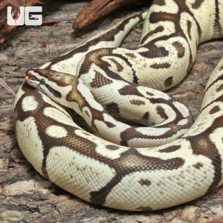 Adult Male Mario Fire Pastel Ball Python #J75 (Python regius) For Sale - Underground Reptiles