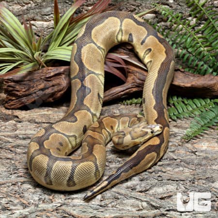 Adult Male Microscale Clown Ball Python (Python regius) For Sale - Underground Reptiles