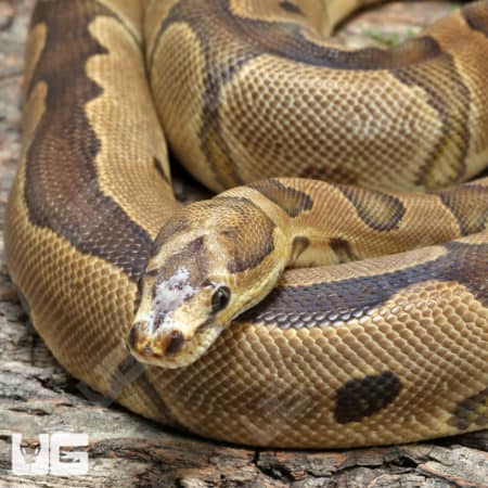 Adult Male Microscale Clown Ball Python (Python regius) For Sale - Underground Reptiles