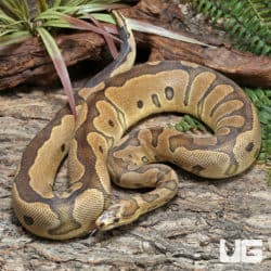 Adult Male Microscale Clown Ball Python (Python regius) For Sale - Underground Reptiles