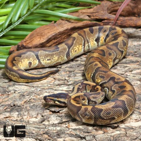 Blackhead Enchi Hidden Gene Woma (Python regius) For Sale - Underground Reptiles