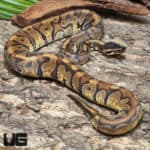 Blackhead Enchi Hidden Gene Woma (Python regius) For Sale - Underground Reptiles