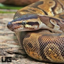 Blackhead Enchi Hidden Gene Woma (Python regius) For Sale - Underground Reptiles