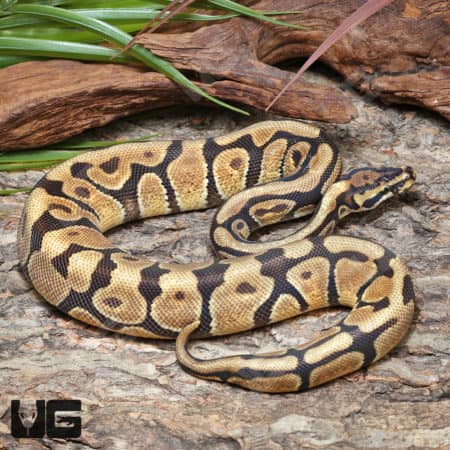 Enchi Spotnose Het Desert Ghost Ball Python (Python regius) for sale