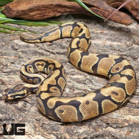 Enchi Spotnose Het Desert Ghost Ball Python (Python regius) for sale