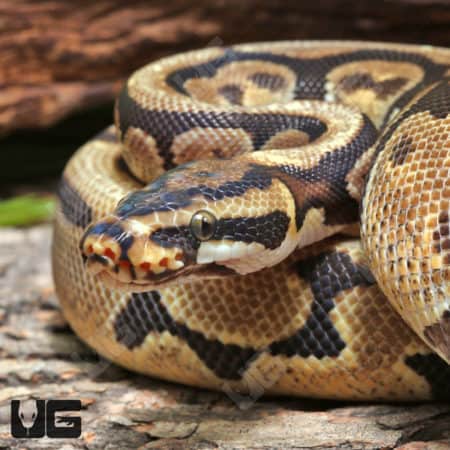 Enchi Spotnose Het Desert Ghost Ball Python (Python regius) for sale