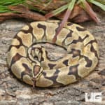 Orange Dream Enchi Ball Python (Python regius) For Sale - Underground Reptiles
