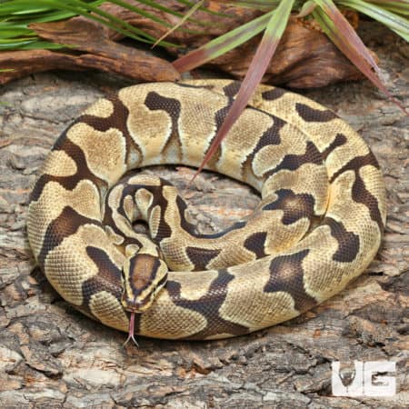 Orange Dream Enchi Ball Python (Python regius) For Sale - Underground Reptiles