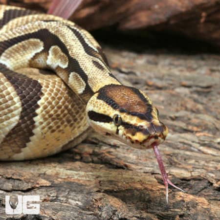 Orange Dream Enchi Ball Python (Python regius) For Sale - Underground Reptiles