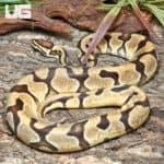 Orange Dream Enchi Ball Python (Python regius) For Sale - Underground Reptiles
