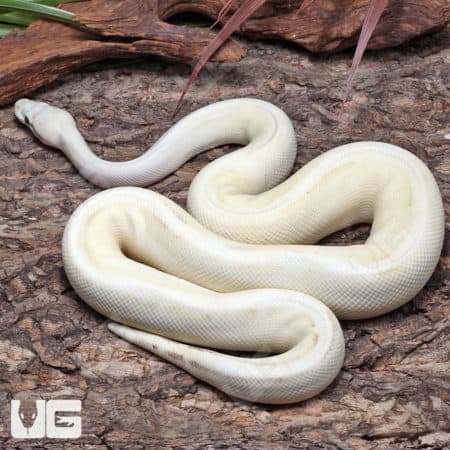 Pastel Enchi Ivory Ball Python (Python regius) For Sale - Underground Reptiles