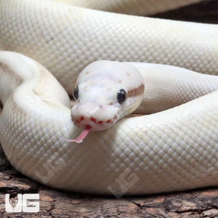 Pastel Enchi Ivory Ball Python (Python regius) For Sale - Underground Reptiles