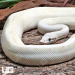 Pastel Enchi Ivory Ball Python (Python regius) For Sale - Underground Reptiles