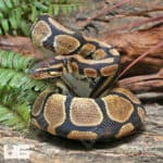 Pos Super Mandarin Ball Python (Python regius) for sale