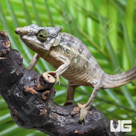 Malthe's Green Eared Chameleons (Calumma Malthe) for sale