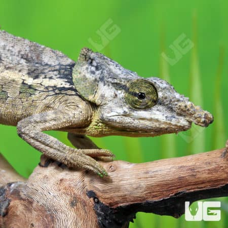 Malthe's Green Eared Chameleons (Calumma Malthe) for sale