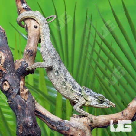 Malthe's Green Eared Chameleons (Calumma Malthe) for sale