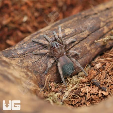 Mexican Red And Gold Tarantulas (Aphonopelma sp. 'Coyuca') For Sale - Underground Reptiles