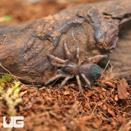 Mexican Red And Gold Tarantulas (Aphonopelma sp. 'Coyuca') For Sale - Underground Reptiles