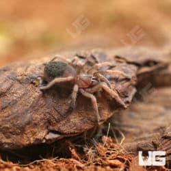 Mexican Red And Gold Tarantulas (Aphonopelma sp. 'Coyuca') For Sale - Underground Reptiles