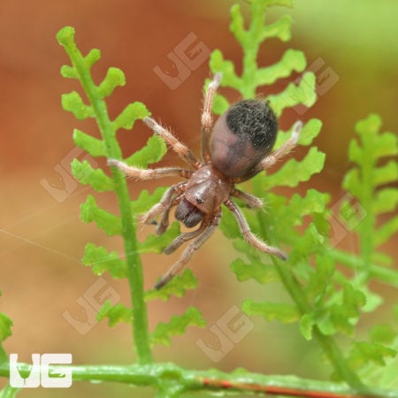 Mexican Red And Gold Tarantulas (Aphonopelma sp. 'Coyuca') For Sale - Underground Reptiles