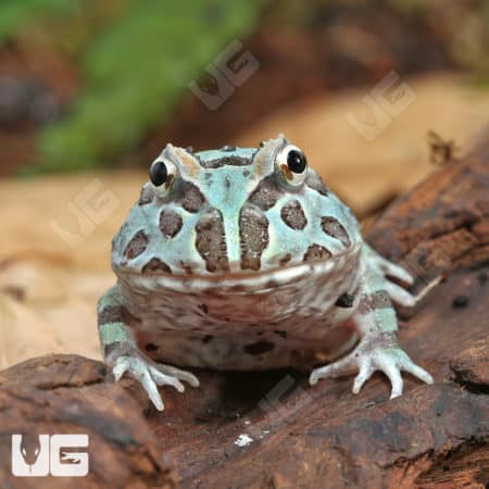Mutant Caribbean Pacman Frogs (Ceratophrys cranwelli) for sale - Underground Reptiles