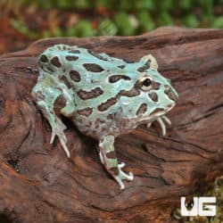 Mutant Caribbean Pacman Frogs (Ceratophrys cranwelli) for sale - Underground Reptiles
