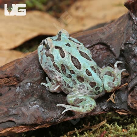 Mutant Caribbean Pacman Frogs (Ceratophrys cranwelli) for sale - Underground Reptiles