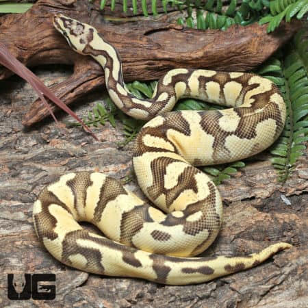 Yearling Male OD Fire Pastel Het Clown Ball Python #J38