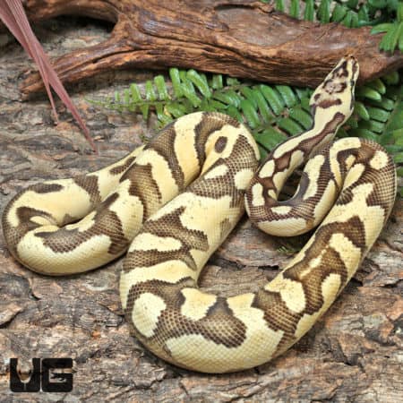 Yearling Male OD Fire Pastel Het Clown Ball Python #J38
