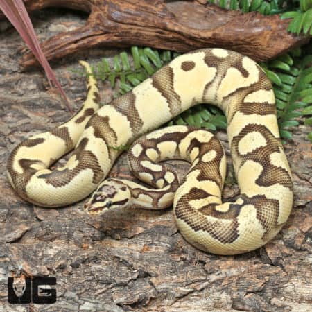 Yearling Male OD Fire Pastel Het Clown Ball Python #J38