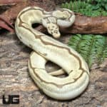 Yearling Male OD Fire Spider Clown Ball Python #J29 (Python regius) For Sale - Underground Reptiles