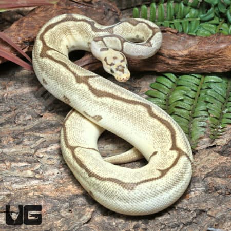 Yearling Male OD Fire Spider Clown Ball Python #J29 (Python regius) For Sale - Underground Reptiles