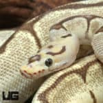 Yearling Male OD Fire Spider Clown Ball Python #J29 (Python regius) For Sale - Underground Reptiles